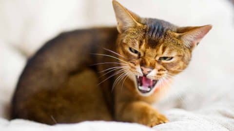 Abyssinian cat growling and hissing