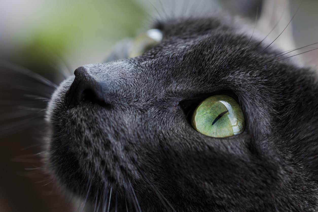 Anisocoria in Cats Causes, Treatment & Outlook