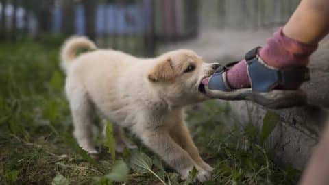Puppy tugs on human's sock, outside