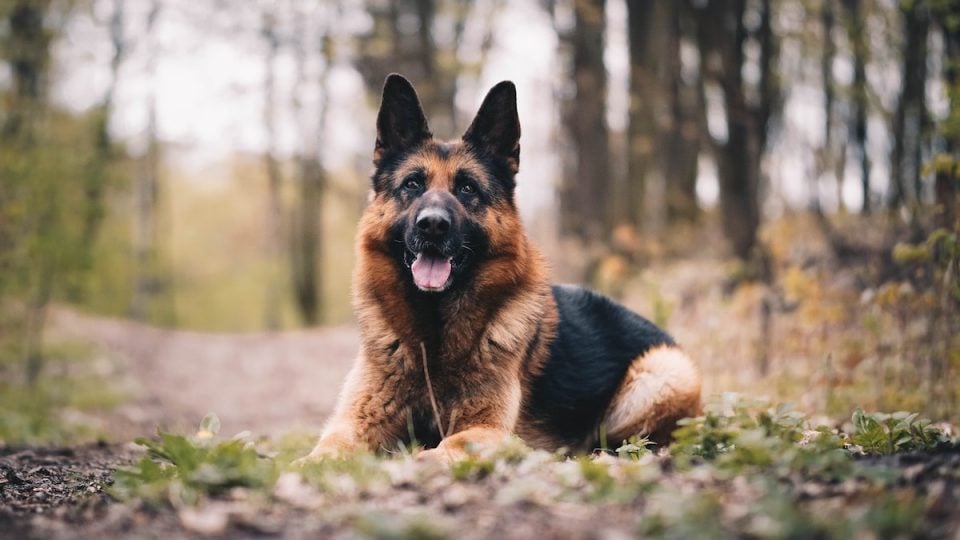 Brushes for German Shepherds | Our Favorites for Year-Round Shedders