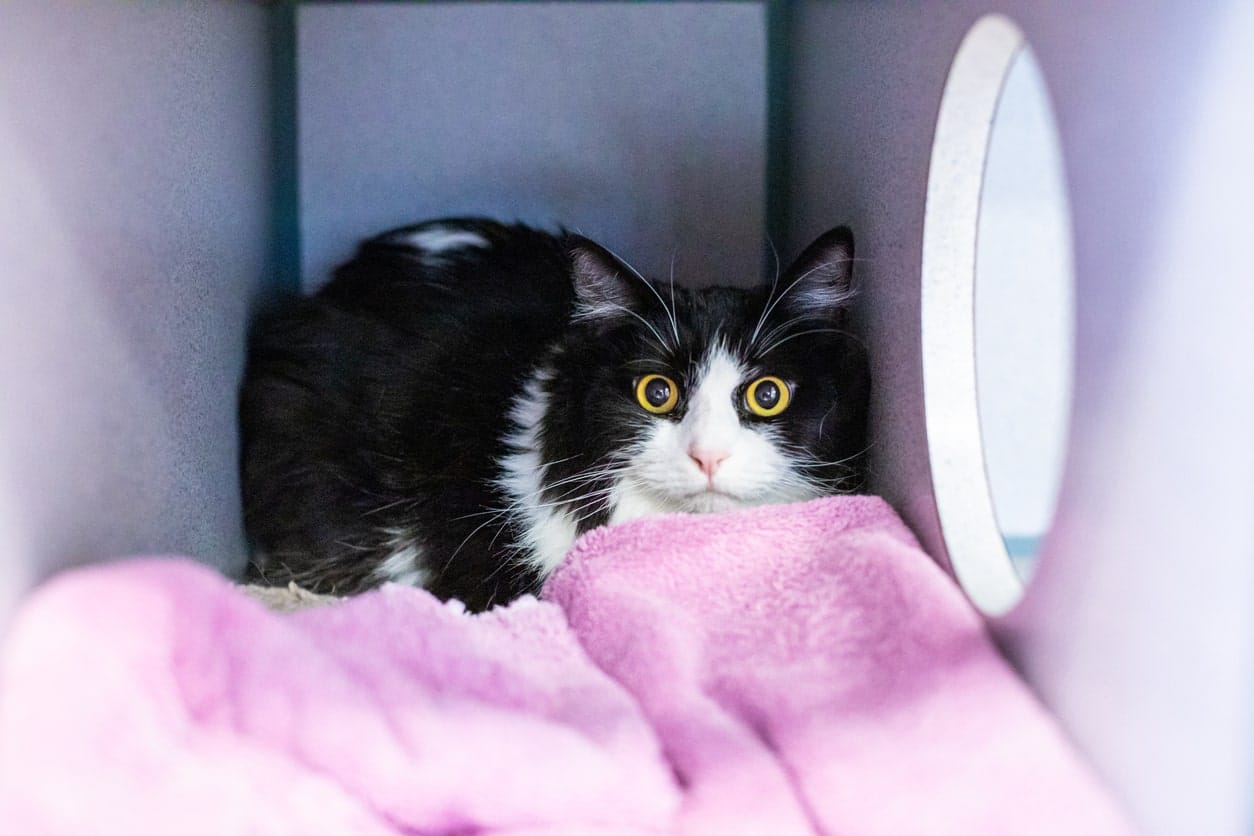 View of Cat Anxiety Medication: Types, Benefits and Alternatives