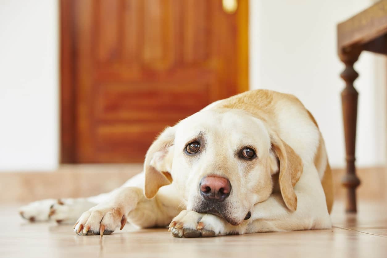 Can Dogs Have Autism Signs, Symptoms & What to Do