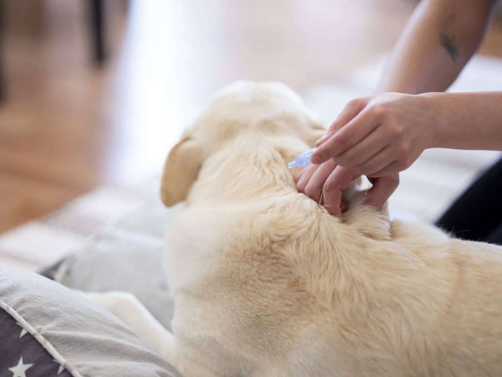 Pet parent applying tick medicine on their dog
