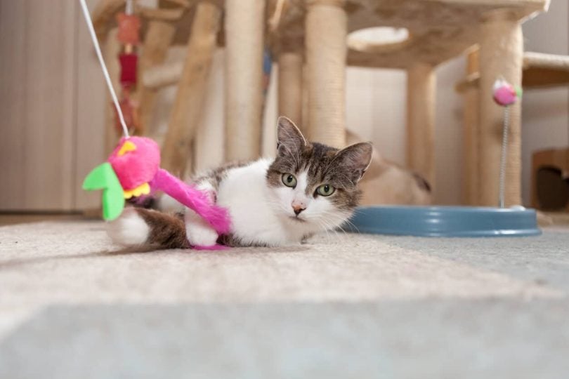 Cat playing with bird toy