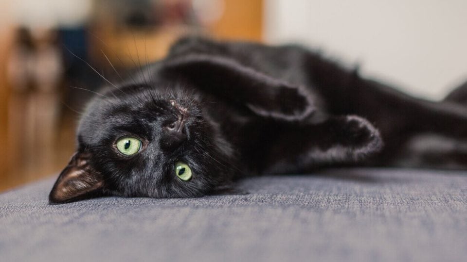 Happy black cat looking at pet parent
