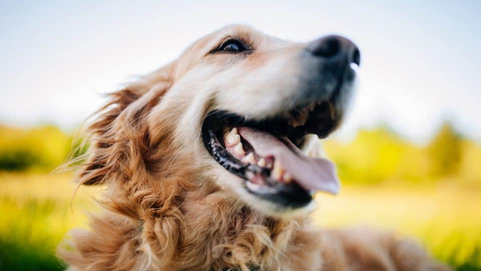 Happy Golden Retriever panting in the sunshine