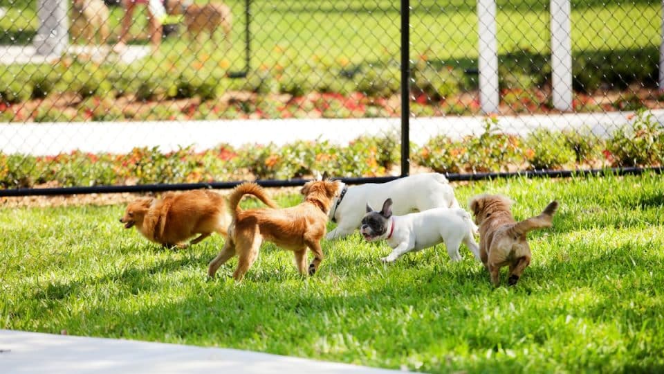 Dogs playing in a dog park
