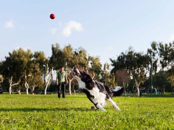 Border collie running to catch red ball