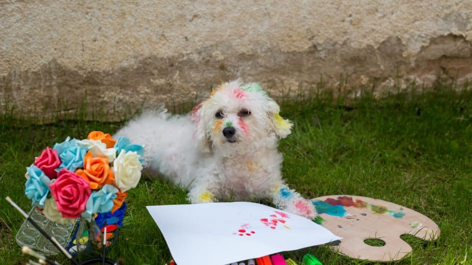 Dog sitting in grass with paper and paint