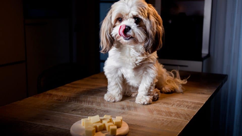 Dog licking lips and looking at plate of cheese
