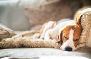 Sick dog resting on sofa