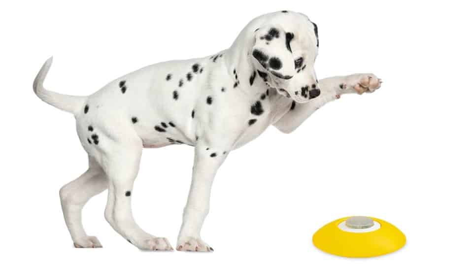 Dalmatian puppy hitting button