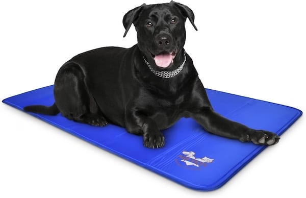 Dog on cooling mat