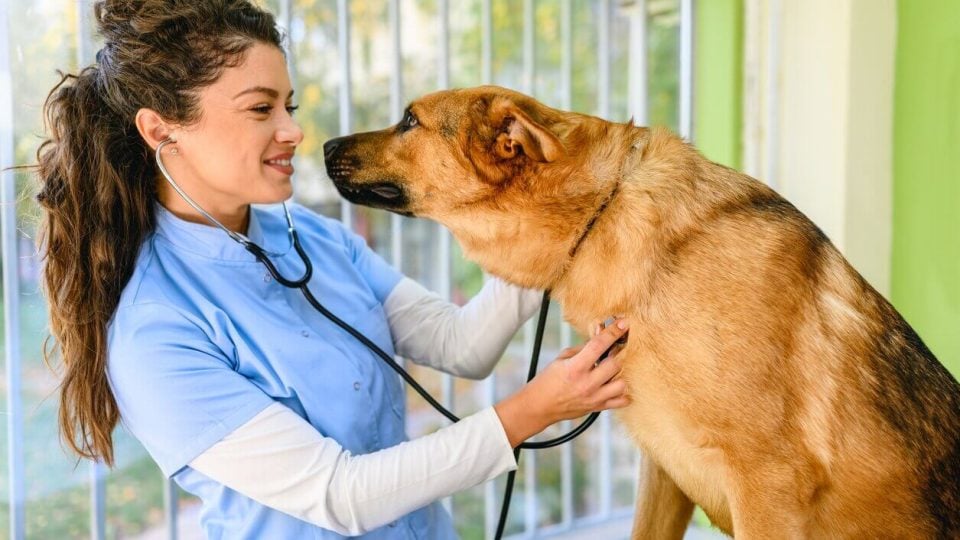 Vet listening to German Shepherd's heart