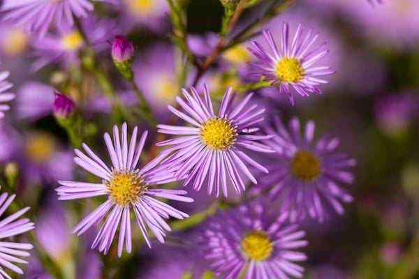 Cluster of aster flowers