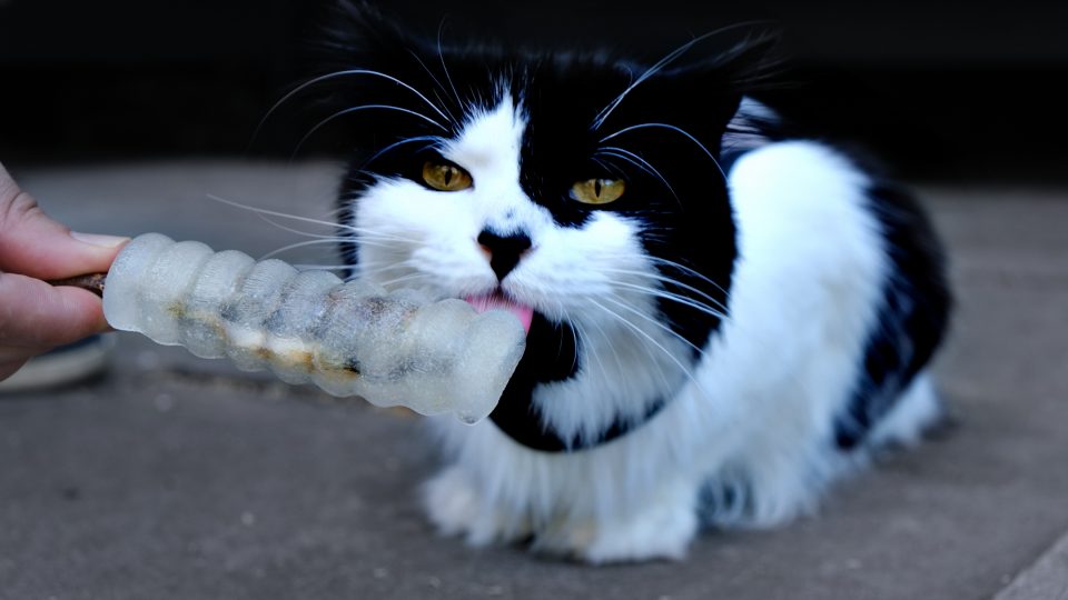 A black and white cat is licking a homemade fish popsicle outside.