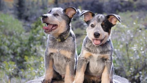 Australian Cattle Dog (Blue Heeler) puppies sitting on a rock outdoors portrait facing the camera with their mouths open