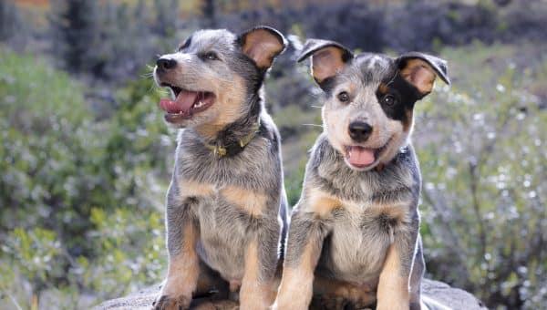 Australian Cattle Dog (Blue Heeler) puppies sitting on a rock outdoors portrait facing the camera with their mouths open