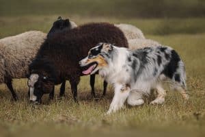 Aussie dog herding sheep
