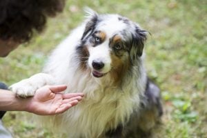 Training an Australian Shepherd