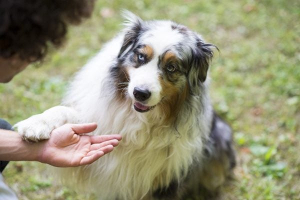 Training an Australian Shepherd