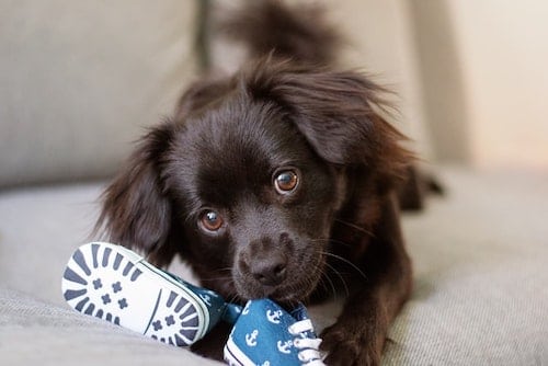 Puppy chewing on blue shoes.