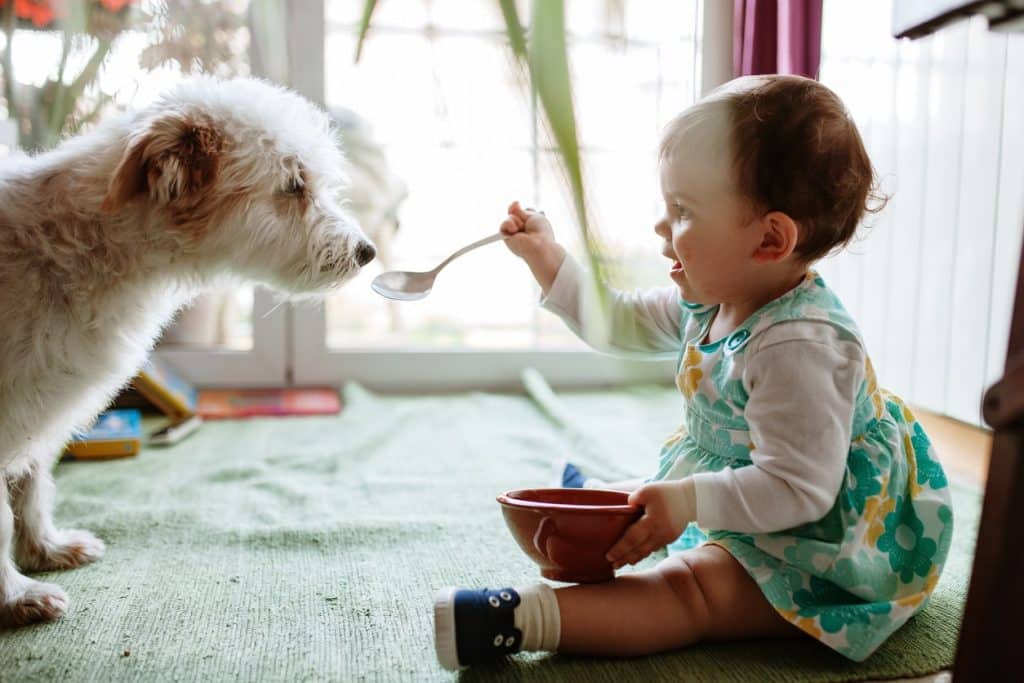 A baby feeding and interacting with a dog