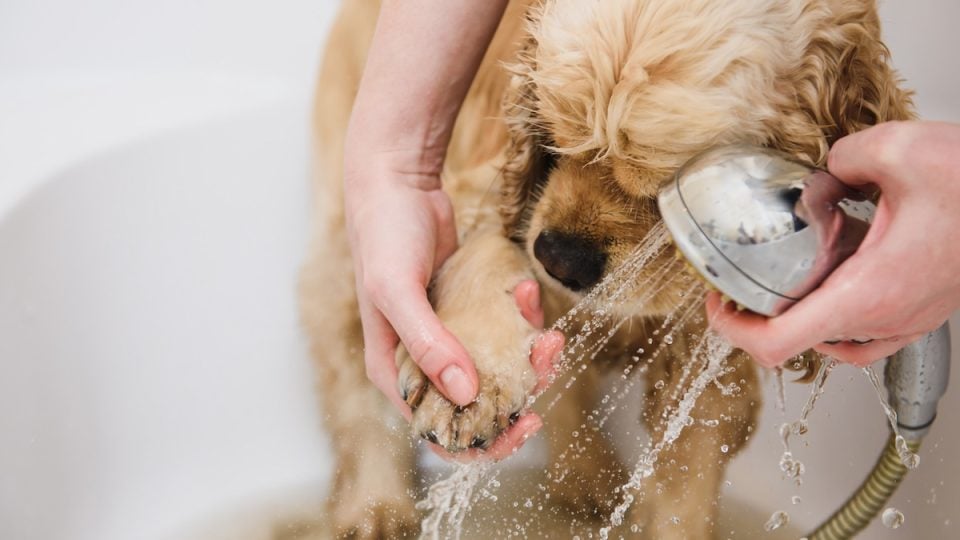 Woman washes American cocker spaniel in bath at home