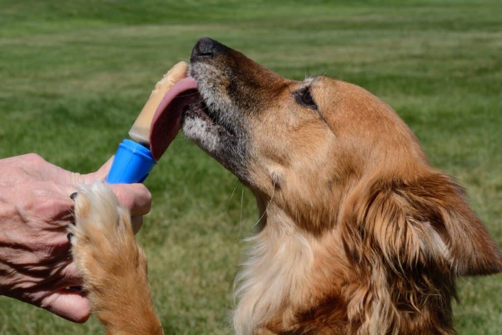 Ein Hund leckt glücklich ein hausgemachtes Bananeneis am Stiel