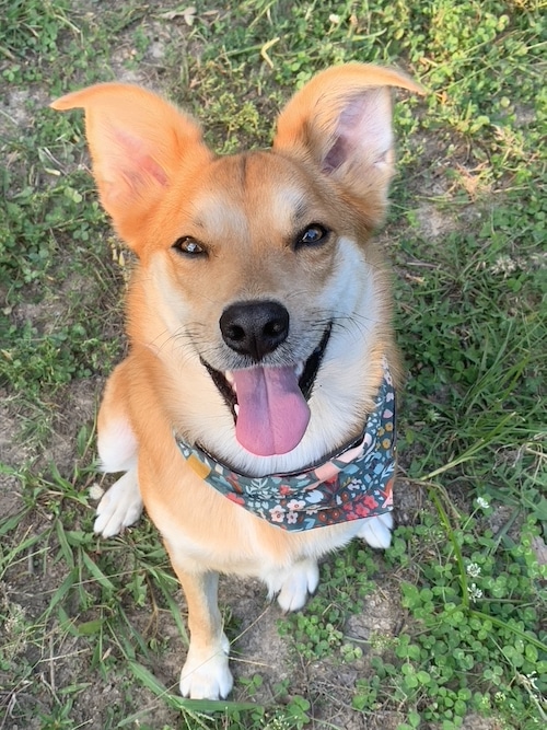 Brown dog smiling and wearing a bandana