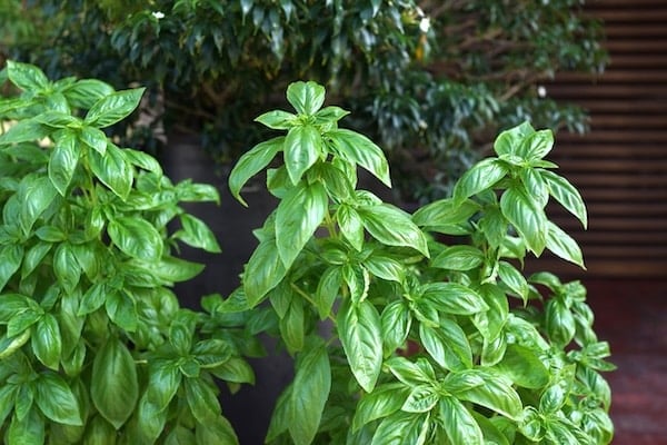 Basil plants