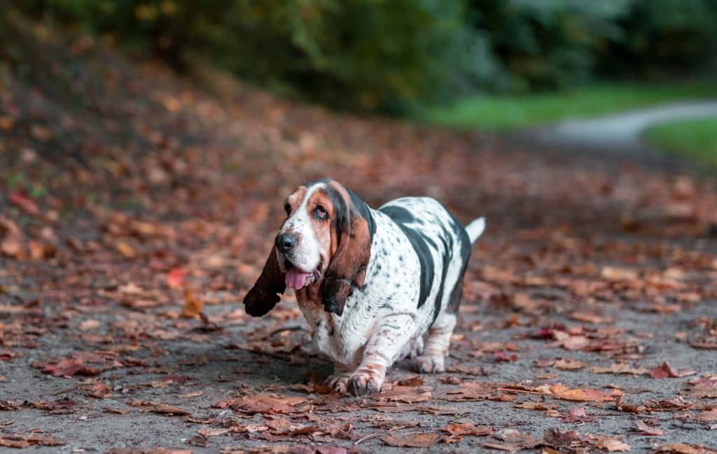 Basset Hound walking in leaves