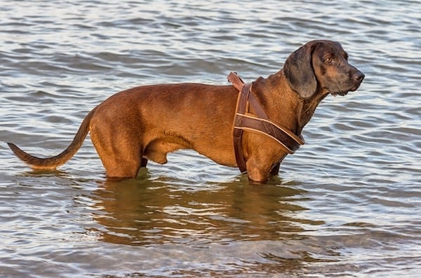 Bavarian Mountain Dog playing in a lake