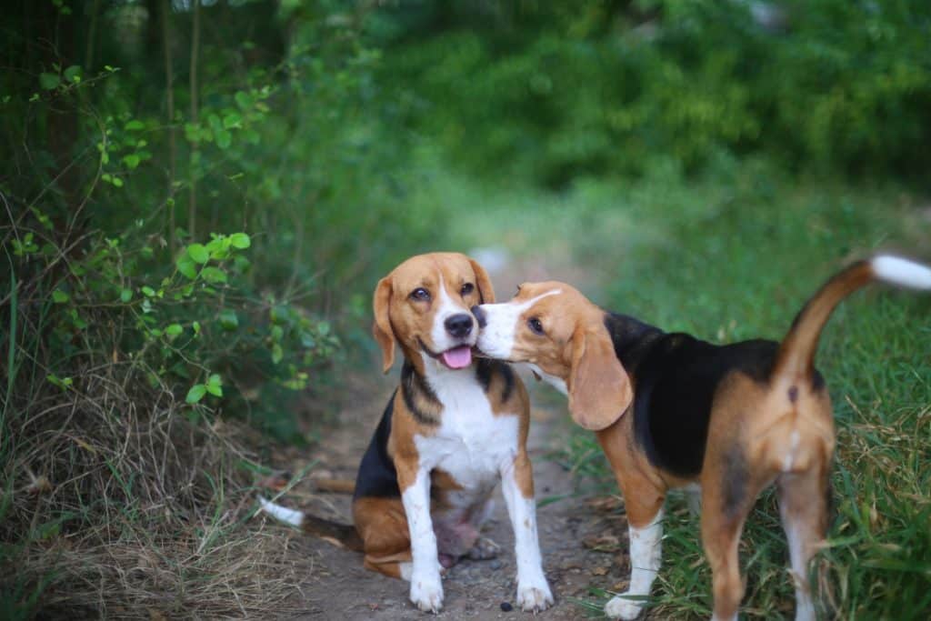 Una pareja de perros beagle jugando en el patio, un perro beagle mayor siendo besado por uno más joven.