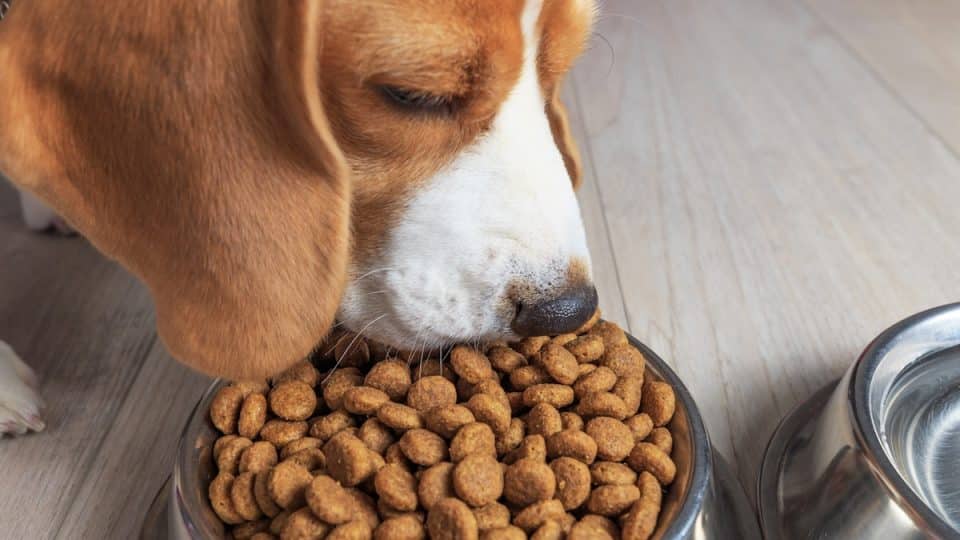 Beagle dog eating dry food from bowl