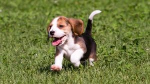 beagle puppy running outdoor