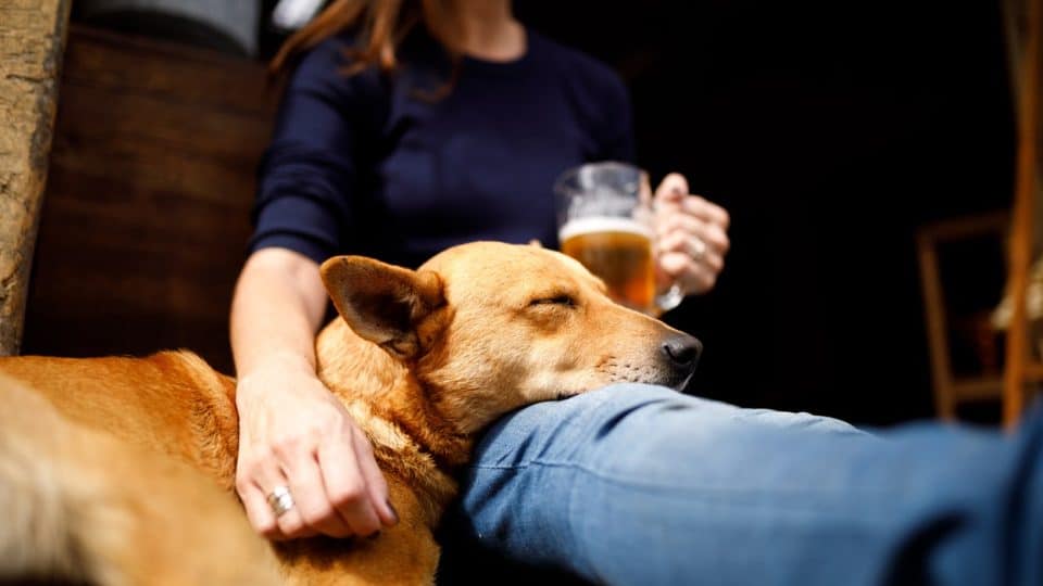 Pet parent sitting with their dog while drinking a beer