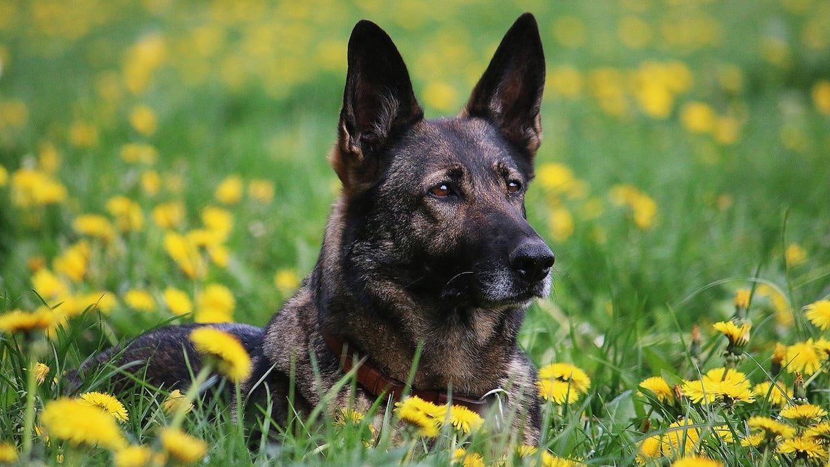 Belgian Malinois Price Guide | 2025, image size:1200x675