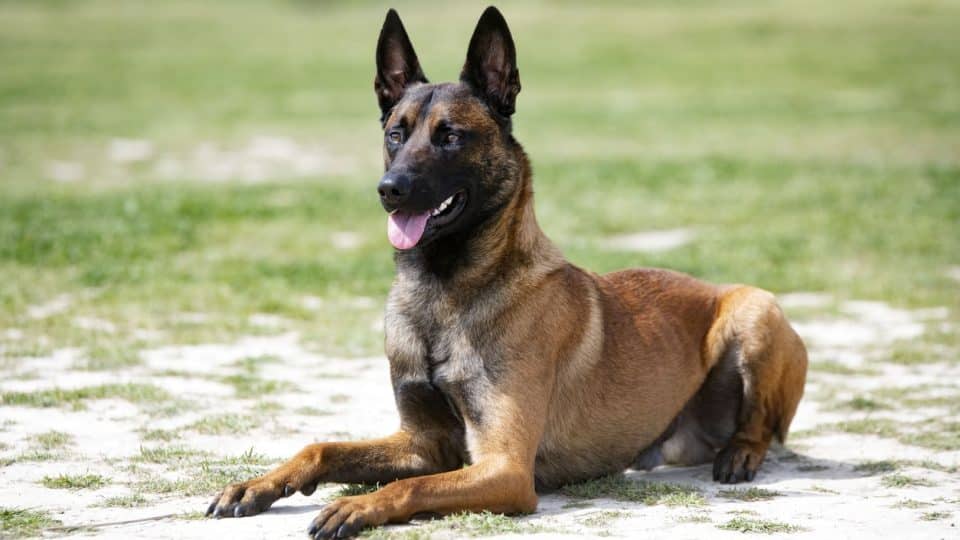 Belgian Malinois stretched out in grassy field