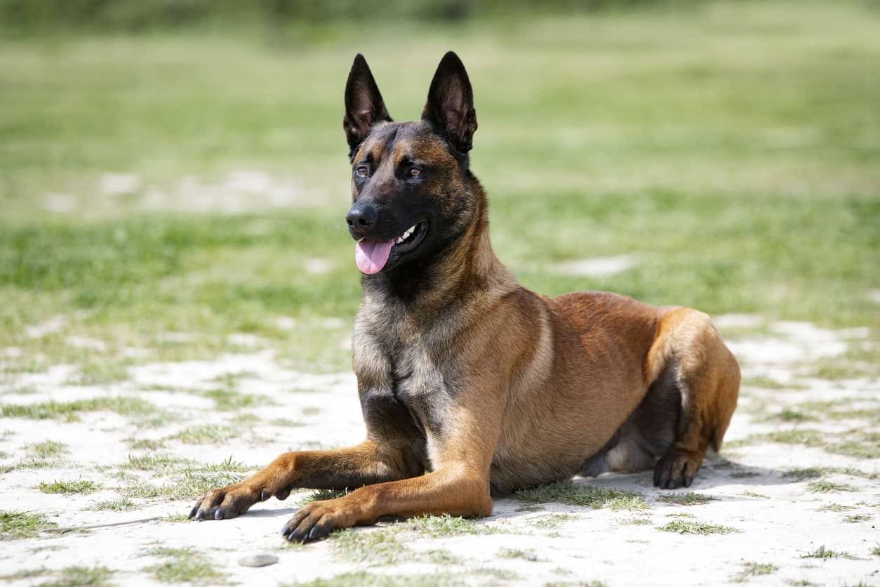Belgian Malinois Breed Characteristics Training More