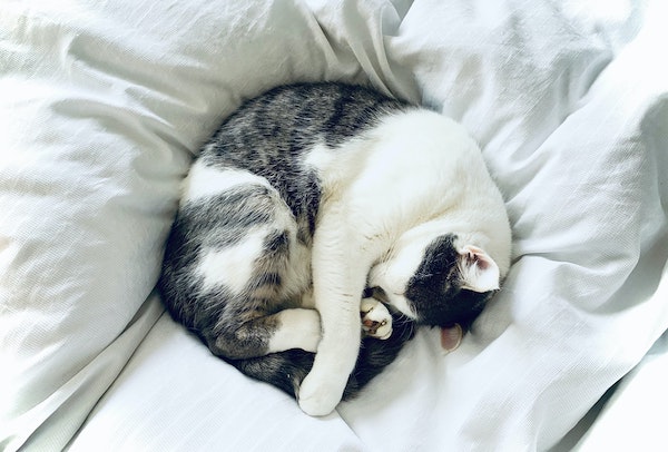 Cat curled up in bed