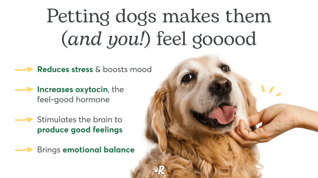 A chart that shares how petting a dog has mental health benefits for the dog and you. 