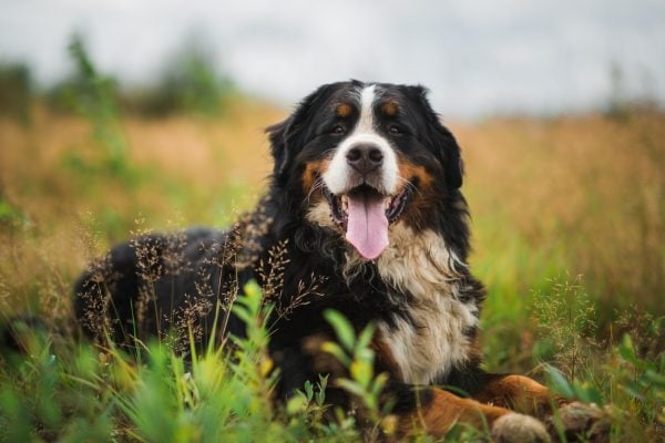 Bernese mountain dog in a summer meadow