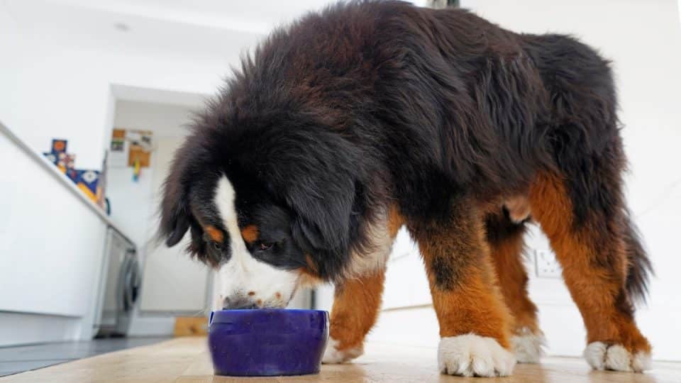Bernese Mountain dog eating from bowl on kitchen floor