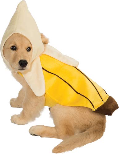Dog dressed in a banana costume