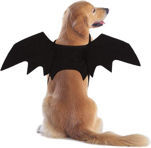 Dog wearing black bat wings