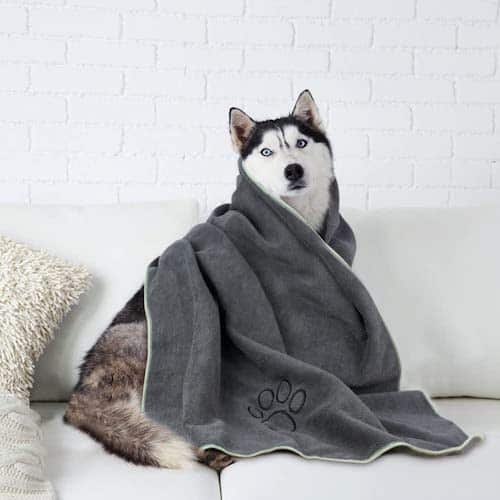 A Husky sitting on a couch wrapped in a grey towel. 