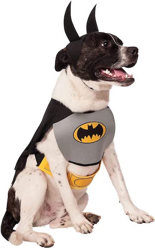 Black and white dog wearing a dog batman costume