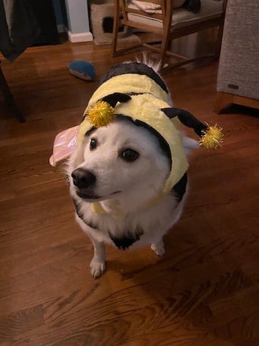 Dog wearing a bumble bee costume