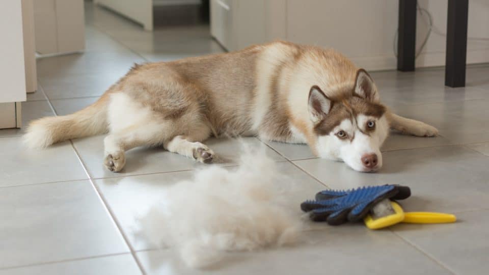 Husky dog sitting on kitchen floor next to a pile of hair and a brush.